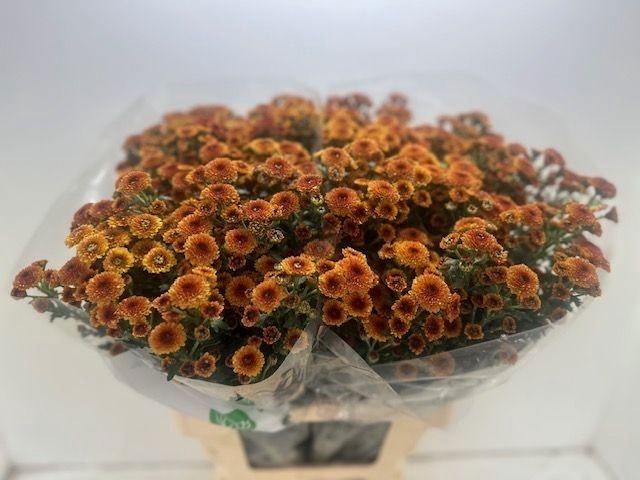 <h4>CHR SAN CALIM ORANGE</h4>