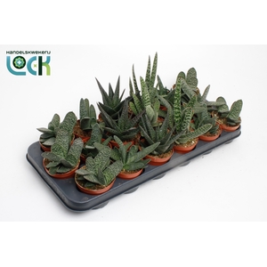 Gasteria Mix