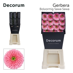 Gerbera Pomponi Sawa Sawa Diamond