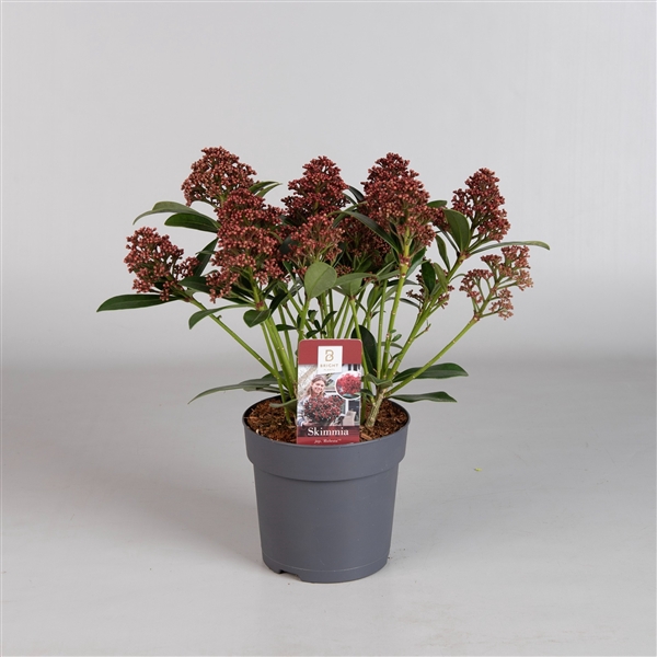 <h4>Skimmia Rubesta 7-9</h4>