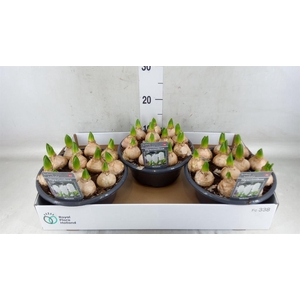 Hyacinthus orie. 'Pearl White'