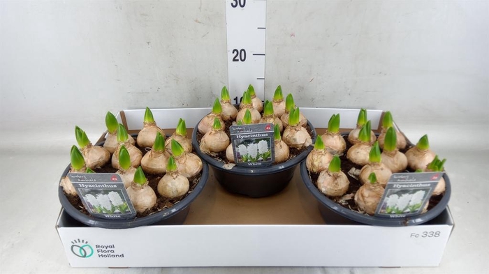 <h4>Hyacinthus orie. 'Pearl White'</h4>