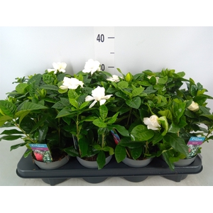 Gardenia jasminoides