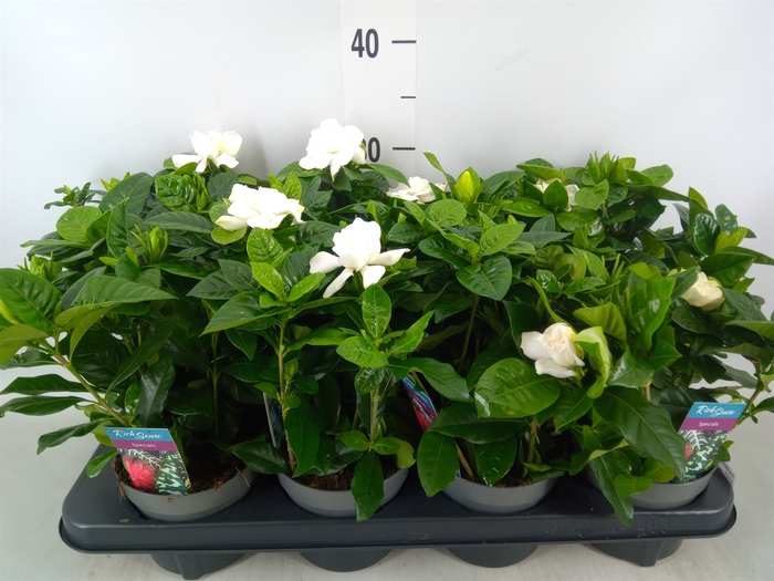 <h4>Gardenia jasminoides</h4>