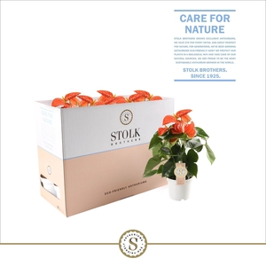 Orange Champion 12cm in Ecobox