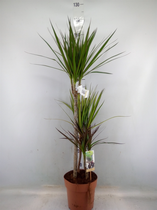 <h4>Dracaena marg.   ..mix 3</h4>