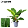 Philodendron Imperial Green