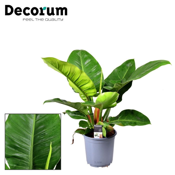 Philodendron Imperial Green
