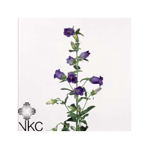 Campanula Champion Blue
