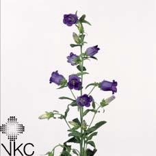 <h4>Campanula Champion Blue</h4>