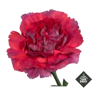 DI ST TATIS 65CM