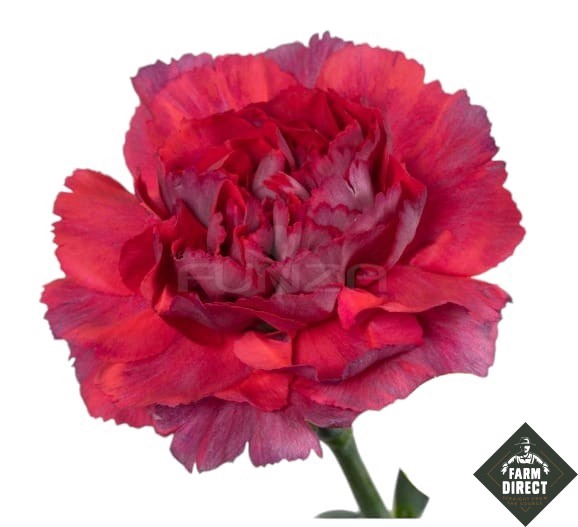 <h4>DI ST TATIS 65CM</h4>