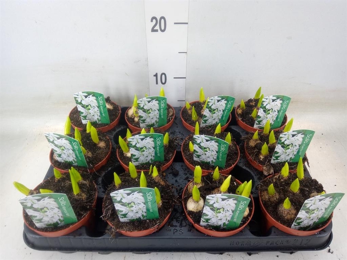 <h4>Scilla siberica</h4>