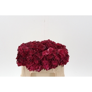 Hydr M Mag Dark Ruby