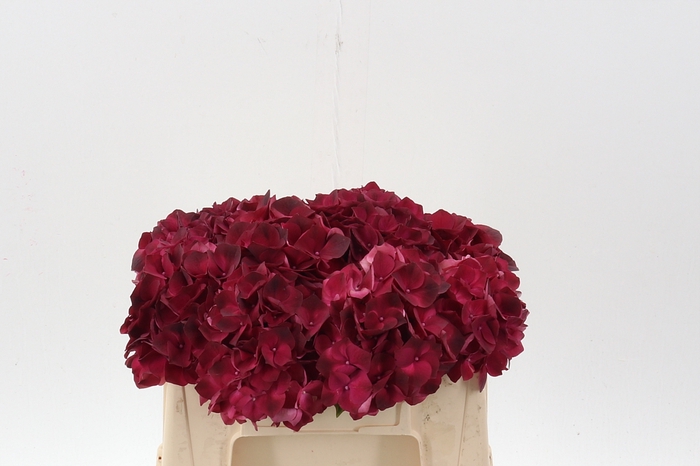 <h4>Hydr M Mag Dark Ruby</h4>