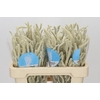 Amaranthus Yearming Desert