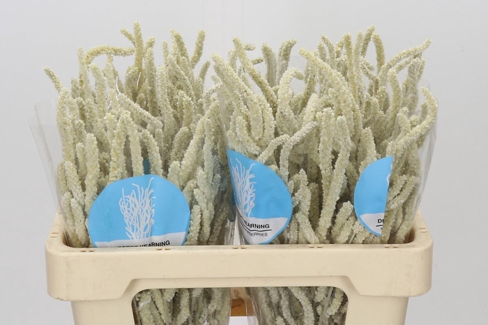 <h4>Amaranthus Yearming Desert</h4>