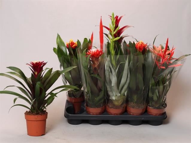 <h4>Bromelia gemengd</h4>