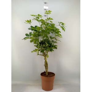 Schefflera arbor. 'Gold Capella'