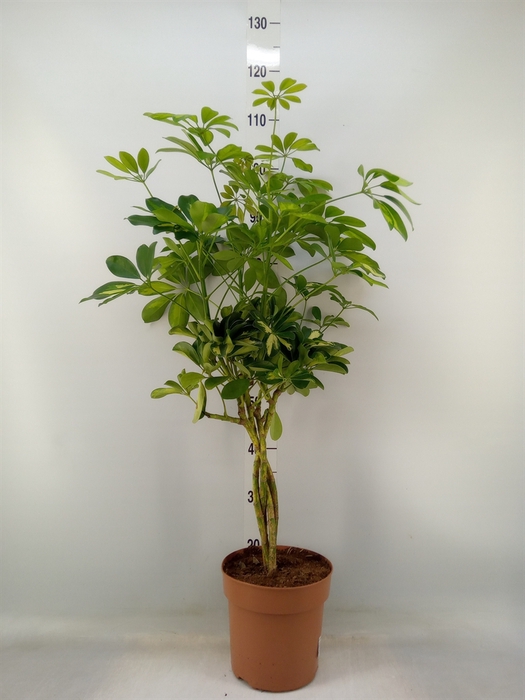 <h4>Schefflera arbor. 'Gold Capella'</h4>