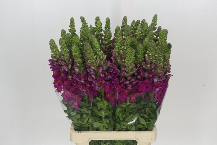 <h4>Antirrhinum Potomac Fuchsia</h4>