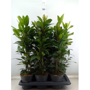 Ficus cyathistipula 'Compacta'