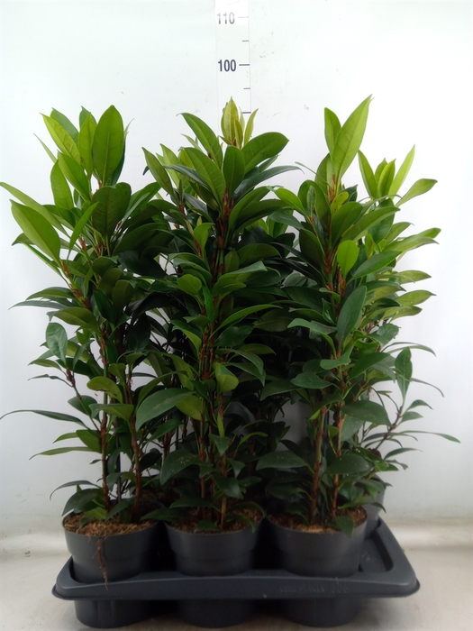 <h4>Ficus cyathistipula 'Compacta'</h4>