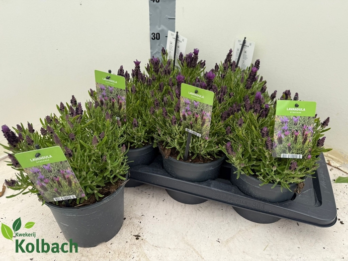 <h4>LAVAN S BANDE PURPLE</h4>