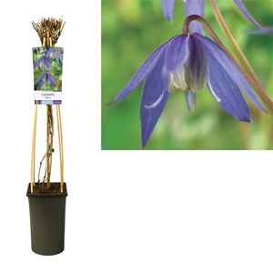 Clematis alpina +light label