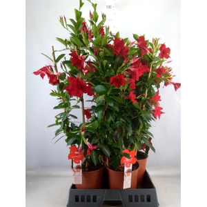 Mandevilla sand. 'SumStar Red'