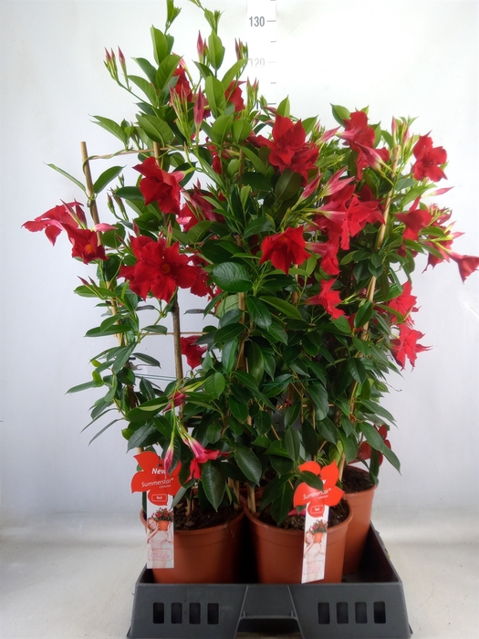 <h4>Mandevilla sand. 'SumStar Red'</h4>