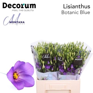 Eust Botanic Blue 60 cm Montana