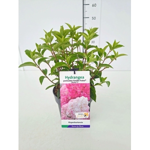 Hydrangea paniculata