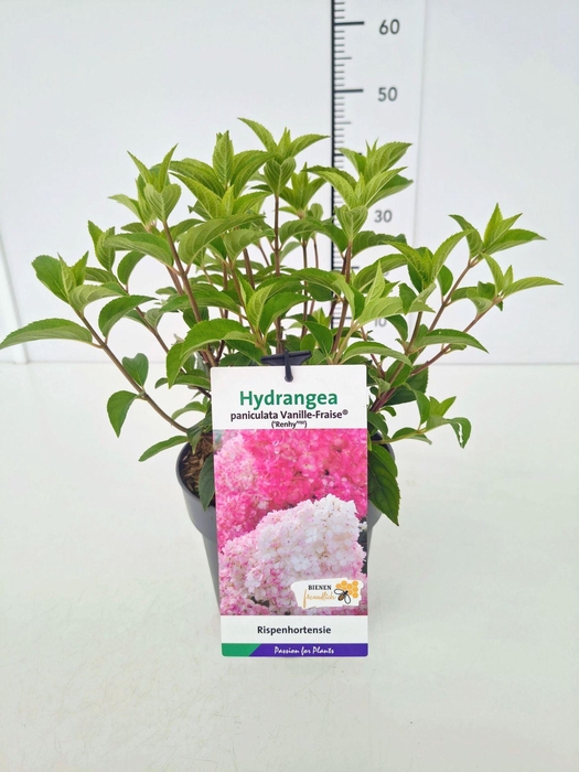 <h4>Hydrangea paniculata</h4>