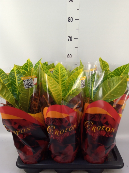 <h4>Codiaeum var. GR 'Petra'</h4>