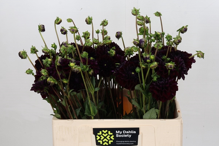 <h4>Dahlia Gipsy Night</h4>