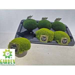 VASTE PLANTEN OV