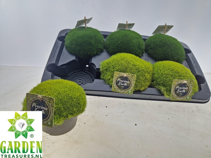 <h4>VASTE PLANTEN OV</h4>