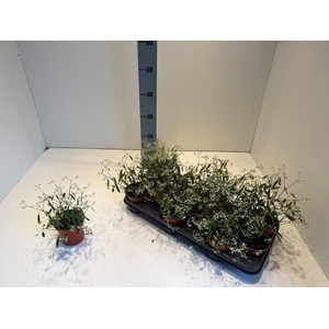 EUPHOR HY SILVERFOG