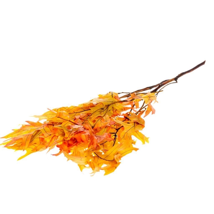 <h4>Scarlet Oak leaf preserved SB Autumn Leaves green</h4>