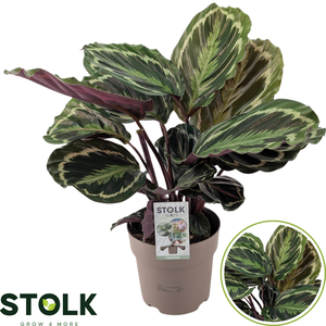Calathea 17cm 'Medaillon'