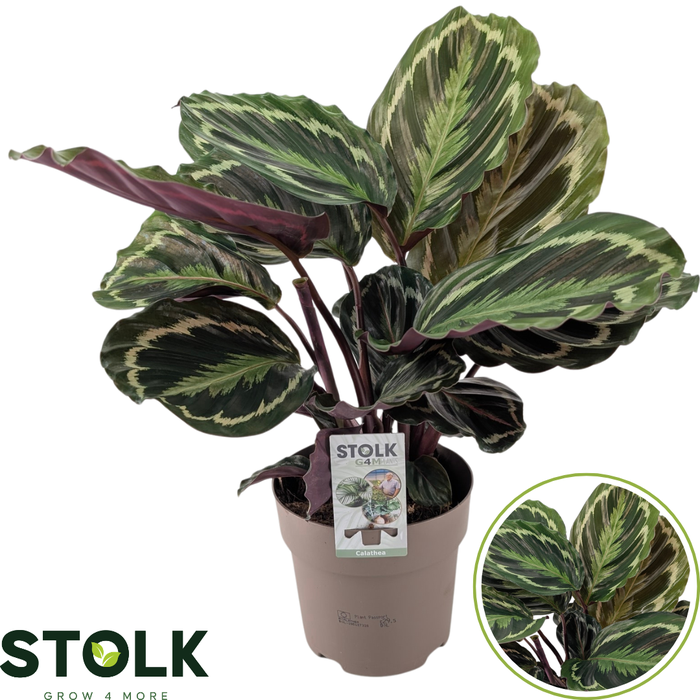 <h4>Calathea 17cm 'Medaillon'</h4>