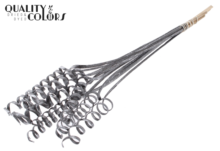 Cane Spring on stem Metallic Graphite