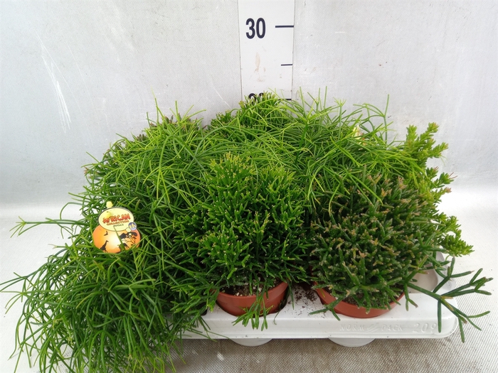 <h4>Rhipsalis   ...mix</h4>