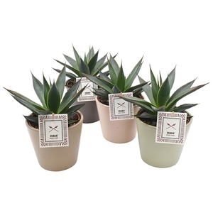 Agave 'Shaka Zulu'