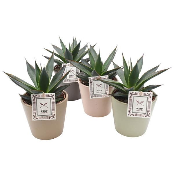 <h4>Agave 'Shaka Zulu'</h4>