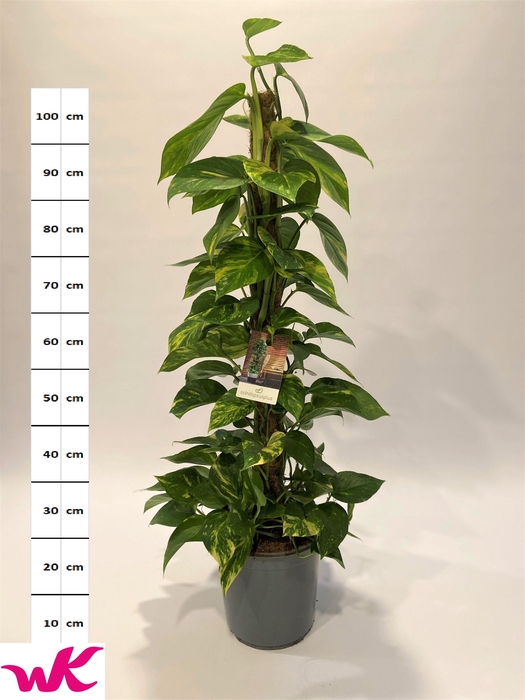 <h4>EPIPR MOSSTOK</h4>