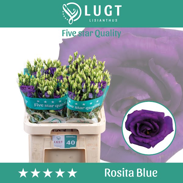 <h4>Eust Rosita Blue</h4>