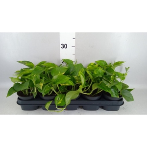 Epipremnum pinn. 'Aureum'