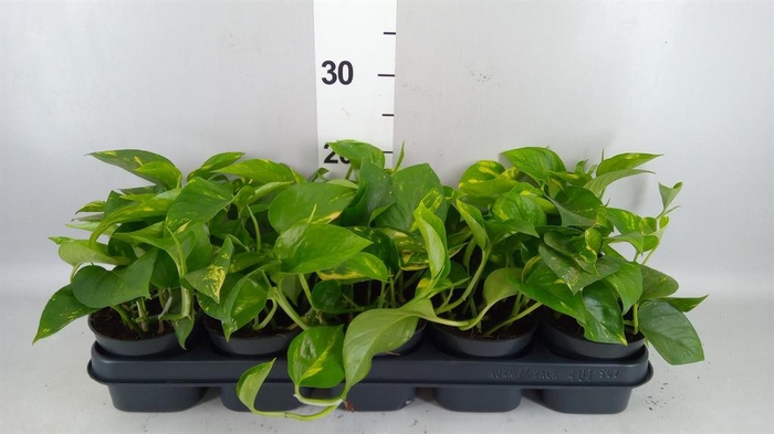 <h4>Epipremnum pinn. 'Aureum'</h4>